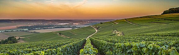 August Champagne Club: Allouchery-Bailly & Barrat-Masson