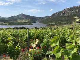 May 2026 Italian Wine Club - Sardegna