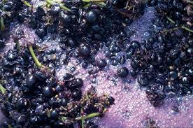 Q1 2024 Red Rogues: Whole Cluster Fermentation and Carbonic Maceration