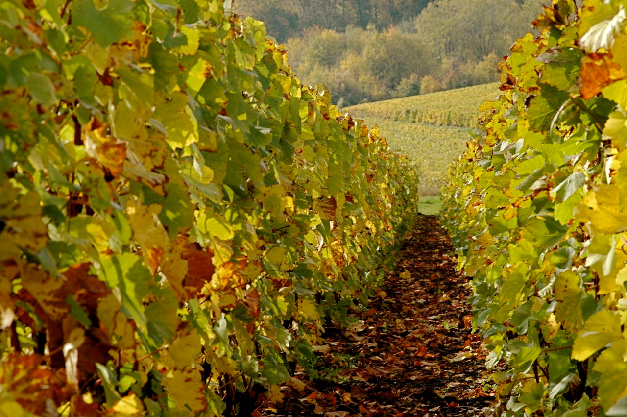 June '23 Champagne Club: Louis Nicaise & Hervé Brisson