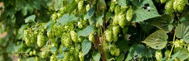 July 2025 Beer of the Month Club
