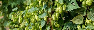 July 2025 Beer of the Month Club