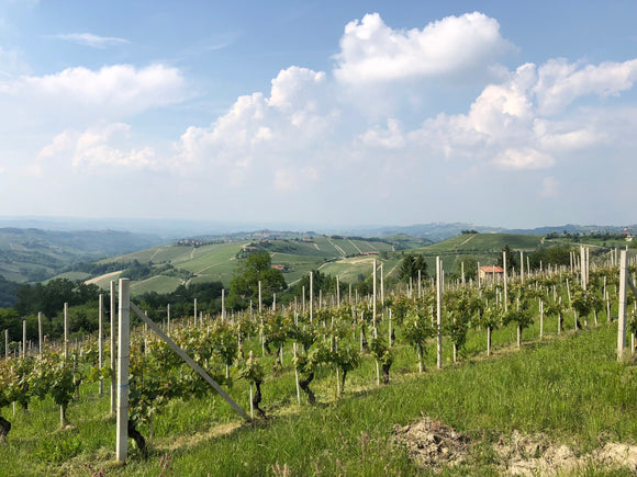 Italian Wine Club July 2021: Piedmont