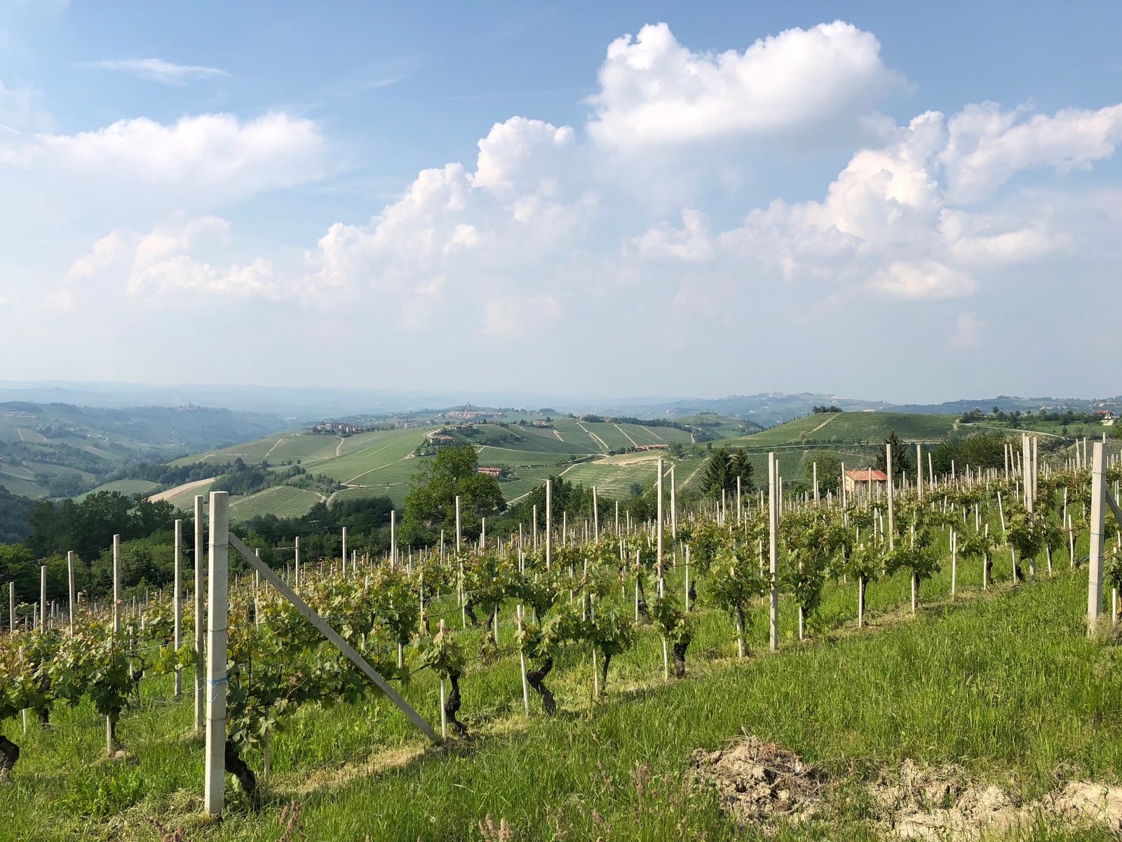 Italian Wine Club July 2021: Piedmont