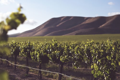 July 2021 Wine of the Month : A Toast to Terroir
