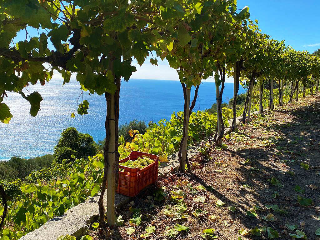 June 2025 Italian Wine Club