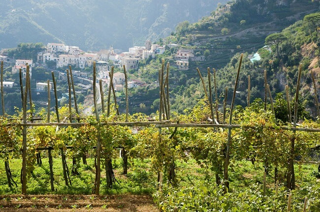 November '22 Italian Wine Club: Campania