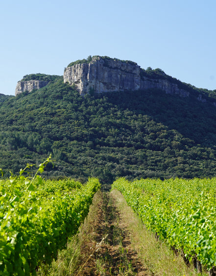 Rosé Club July 2021