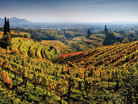 December 2024 Italian Wine Club: Friuli-Venezia Giulia