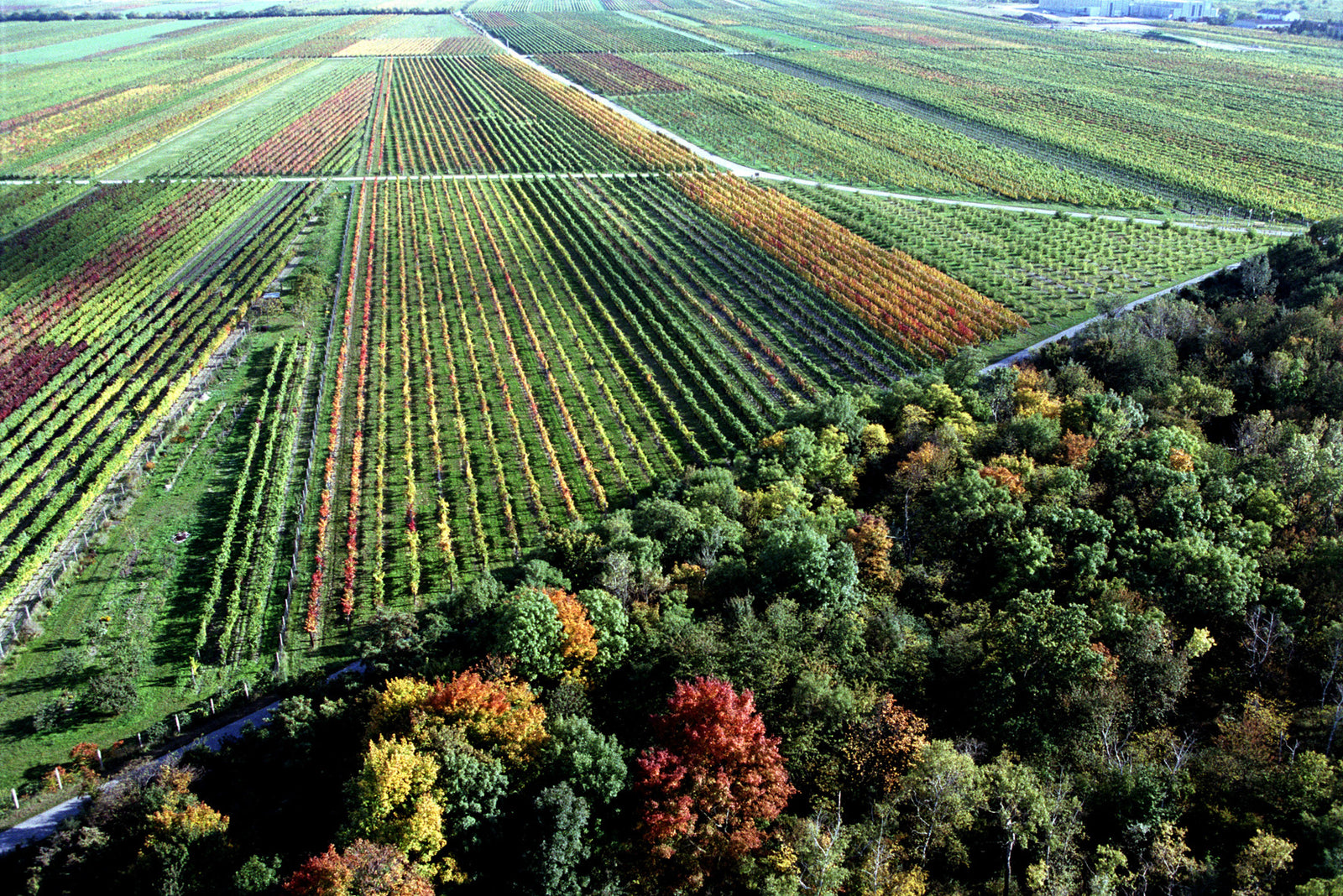 June 2023 Wine of the Month