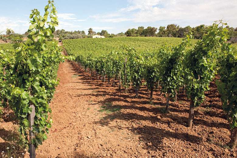 Wine of the Month: January 2019