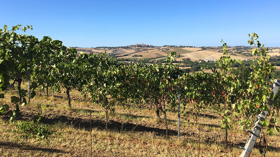 Italian Wine Club: September