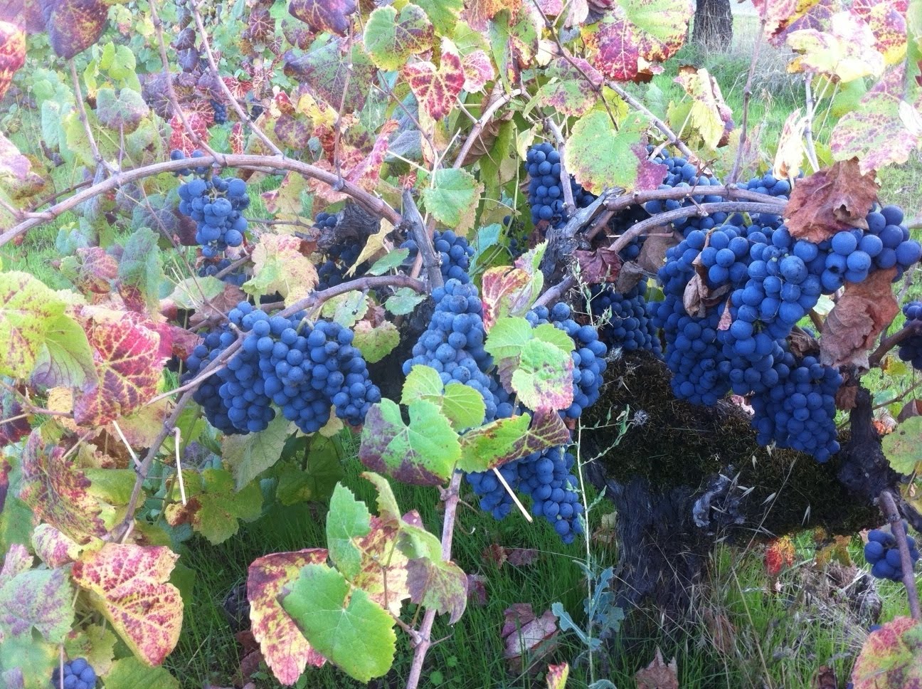 August Rosé Club -Valdiguié Edition