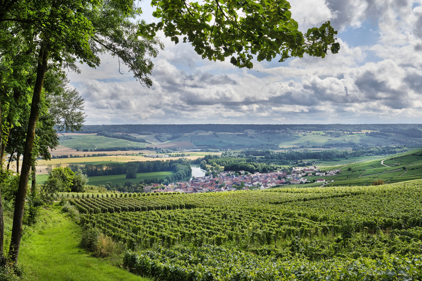 August '23 Champagne Club: Pinot Meunier