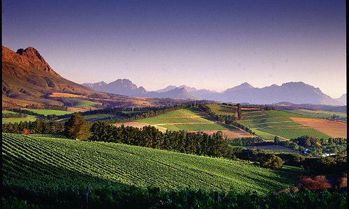 September '22 Wine of the Month: South Africa, Stellenbosch